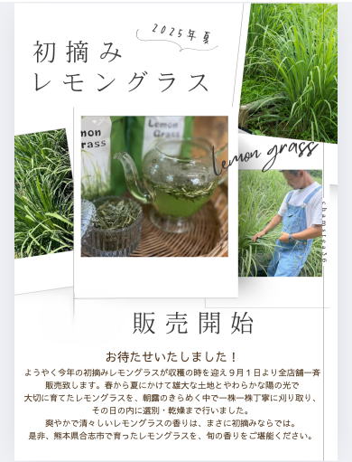 9/1より初摘レモングラス発売！
